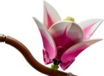 LEGO Botanicals 11510 Magnolian oksat - Pilt 4