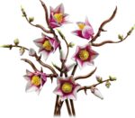 LEGO Botanicals 11510 Magnolian oksat - Pilt 3