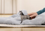 Schleich Horse Club 13955 Prantsuse segavereline, mära - Pilt 2