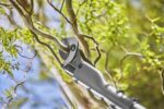 Gardena EasyCut 110/18V P4A akuvõsalõikur - Pilt 2