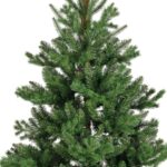 Everlands Alba kuuse päris jõulupuu, 210 cm - Pilt 3