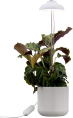 Airam Iris Plant Light, IP20, 5W, 240 lm, valge - Pilt 2