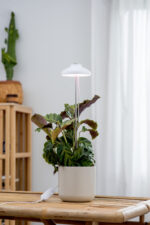 Airam Iris Plant Light, IP20, 5W, 240 lm, valge - Pilt 3