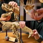 LEGO Jurassic World 76968 Dinosauruse fossiilid: Tyrannosaurus rex - Pilt 5